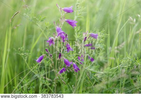 Meadow Grasses, Green Summer Lawn With Bright Blooming Purple Campanula Flowers. Flowery Background.