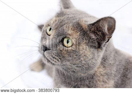 Portrait Of Gray Female Cat In A Half-turned. Close Up. Mix Of British Cat. Cat Sitting On Bed And L