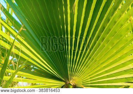 Palm Tree Leaves, Tropical Leaf Texture Nature Green Background. Sukkot Is A Biblical Jewish Holiday