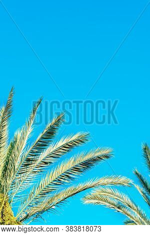 Green Palm Tree Against Blue Sky And Dates New Green Fruit. Jews Eat New Fruits On Rosh Hashanah Dat