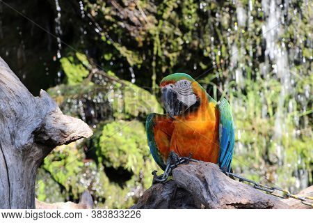 Macaw Bird Perched On The Dry Timber With Nature Background. It Is A Large Long-tailed Parrot With B