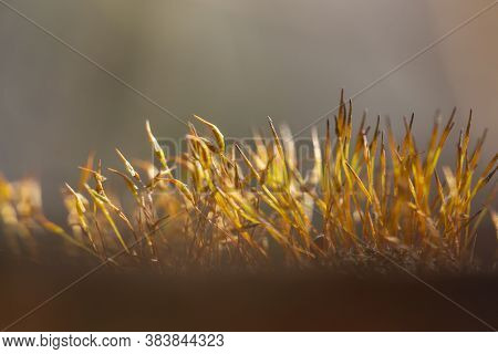 Macro Detail Of Beautiful Sunlit Moss Carpet Over A Brick Wall On A Sunny Autumn Day, Nature Backgro