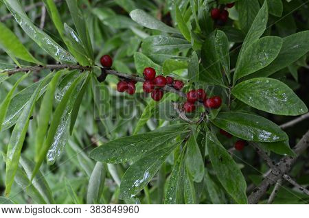 Berries Of The Wolf's Bast Plant. Daphne Mezereum. Large Planks Of Red Poisonous Berries.