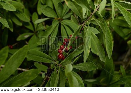 Berries Of The Wolf's Bast Plant. Daphne Mezereum. Large Planks Of Red Poisonous Berries.