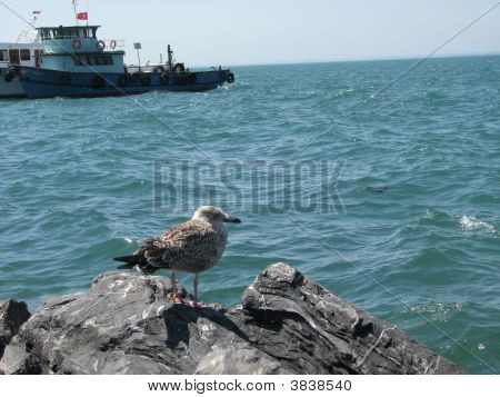 Mewa nad brzegiem morza