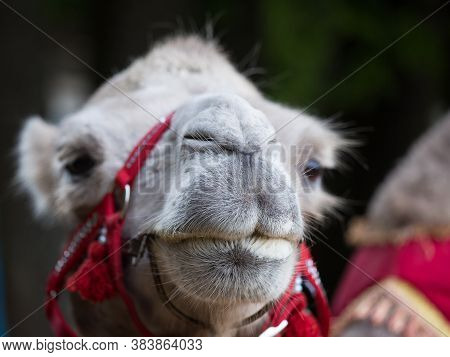 Closeup Portrait Of Cute Camel With Red Harness Looking At Thr Camera