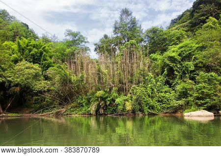 A Grove Of Bamboo Trees And Unusual Rock Formations On The Nine Bend River In Wuyishan China In Fuji