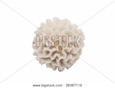 Coral