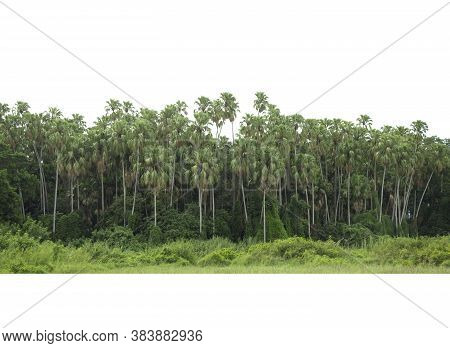 Group Of Taraw Palm, Livistona Saribus,isolated On White Background,chanod, Is The Most Found At Ban