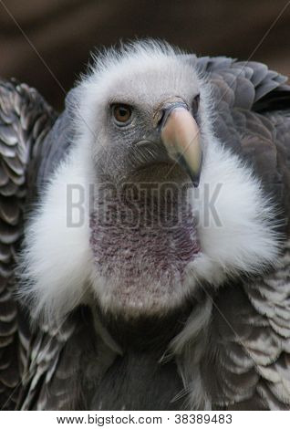 Grifone - Gyps Rueppellii
