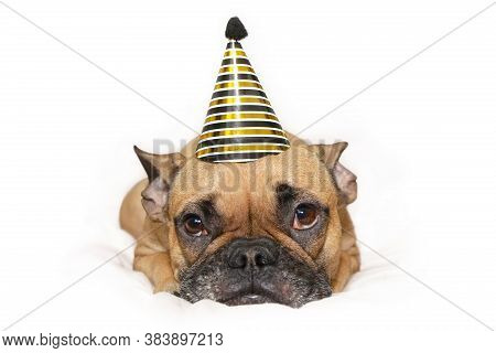 Cute Small French Bulldog Dog With Gold And Black New Year Party Hat On Head Lying On White Backgrou