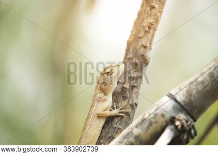 Oriental Garden Lizard, Eastern Garden Lizard Or Changeable Lizard On A Branch. A Brown Asian Chamel