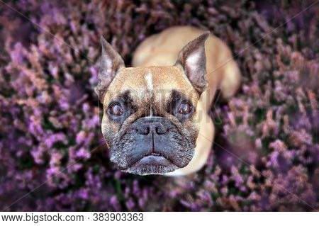 Top View Of Beautiful Small Brown French Bulldog Dog Sitting In A Field Of Purple Blooming Heather '