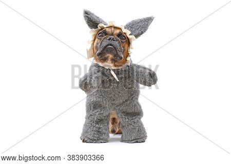 Funny French Bulldog Dog Dressed Up As Big Bad Wolf From Fairytale Little Red Riding Hood With Furry
