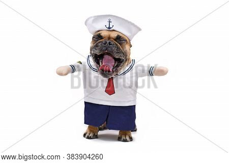 Funny French Bulldog Dog Yawning With Mouth Wide Open While Wearing Funny Sailor Dog Halloween Costu