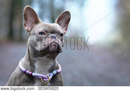 Portrait Of Beautiful Rare Colored Lilac Brindle Female French Bulldog Dog With Light Amber Eyes And