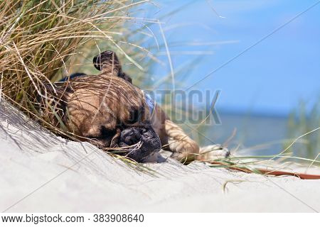Tired Fawn French Bulldog Dog With Black Mask Sleeping On A Sand Beach On Vacation