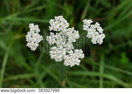 Medicinal Wild Herb Yarrow Achillea Millefolilium.  Medicinal Wild Herb Yarrow On Green Blurred Gras