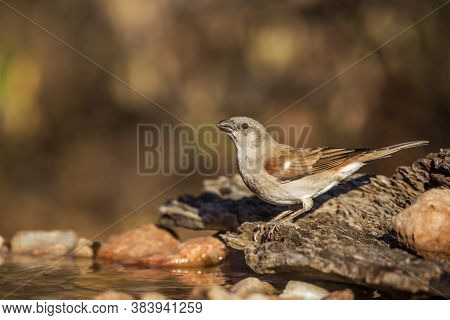 Southern Grey-headed Sparrow Drinking At Water Pond In Kruger National Park, South Africa ; Specie F