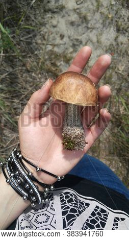 Boletus With Moss On A Leg. The Woman Is Holding An Edible Delicious Mushroom In Her Hand. Mushroom 