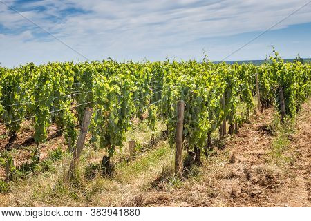 View Of In The Vineyard In Burgundy Home Of Pinot Noir And Chardonnay In Summer Day With Blue Sky.