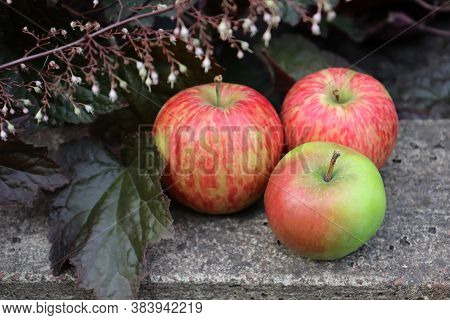 Red And Green Apples On The Street Next To A Flowering Plant. Delicious Rustic Apples. Selective Foc