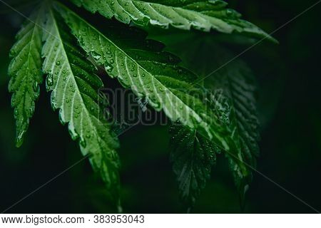 Bush Green Marijuana Cannabis On Blurred Background