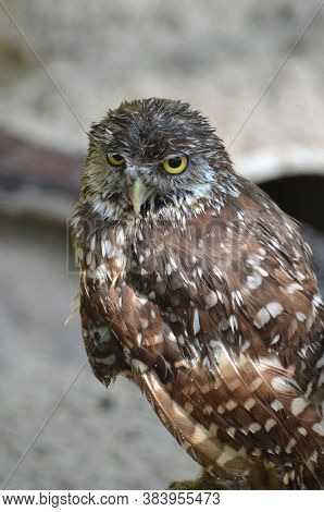 Bright Piercing Eyes On A Burrowing Owl.