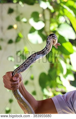 Close Up Rat Snake On Hand Asia Man In Garden At Thailand
