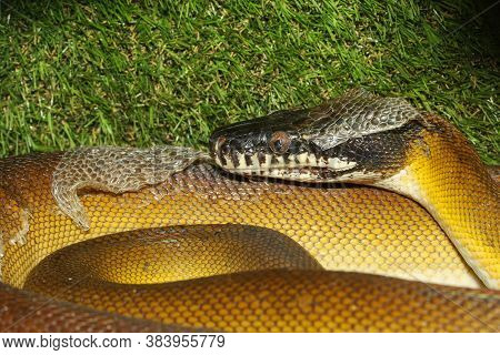 The White Lipped Python Snake In Garden