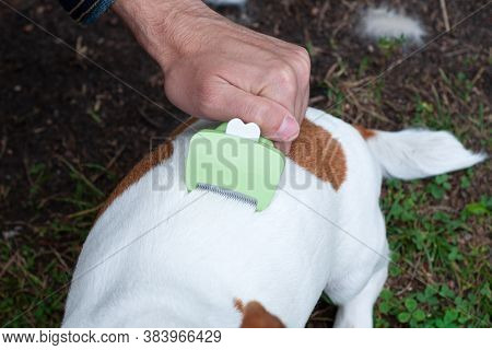Person Combs Dog With A Metal Grooming Comb. Seasonal Molting Of Pets And Removal Of Excess Undercoa