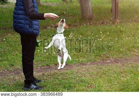 Jack Russell Terrier Dog Jumping For Stick On A Field With Green Grass . Young Man Play With Dog.