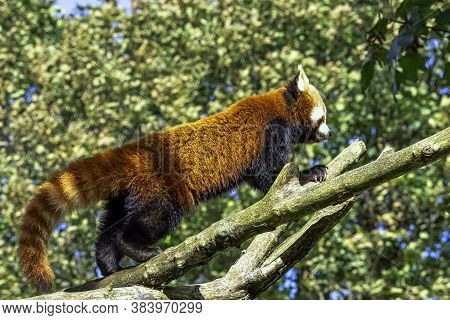 Red Panda (ailurus Fulgens) Known As Lesser Panda, The Red Bear-cat, Or Cat-bear