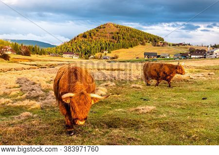 Highland Cattle - Scottish Breed Of Rustic Cattle In Jizerka Village With Bukovec Mountain On The Ba