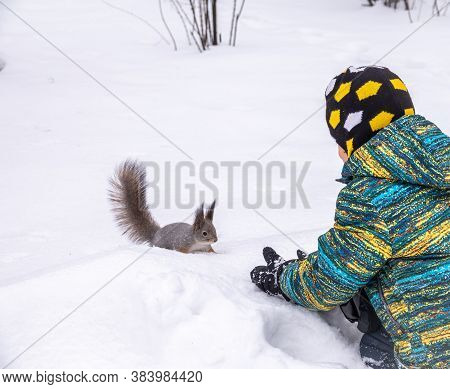 A Little Boy In Winter Feeds A Squirrel With A Nut. Cute Little Boy Feeding Squirrel At Winter Park