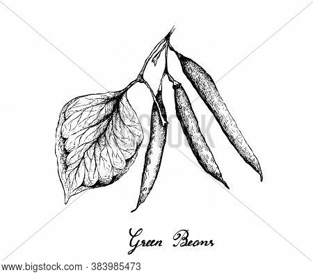 Vegetable, Illustration Of Hand Drawn Sketch Fresh Green Beans Or Phaseolus Vulgaris Isolated On Whi