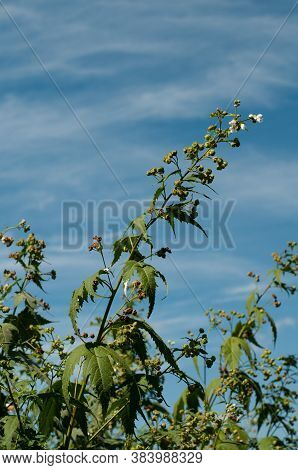 Close-up Of A Flowering Twig Of A Virginia Mallow Or Sida Hermaphrodita With White Blossoms