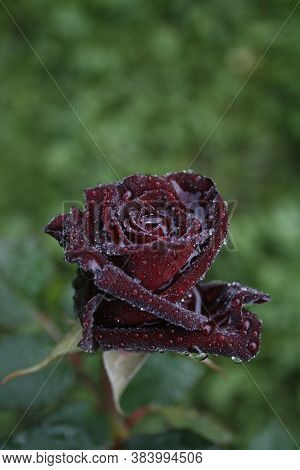 Dark Rose 'black Bacarra' Early In The Morning In The Garden
