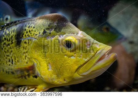 Cichla Kelberi Close-up. Yellow Fish With Black Stripes. Fish With An Open Mouth.