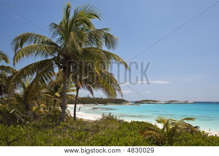 Palms And Beach - Lighthouse Bay
