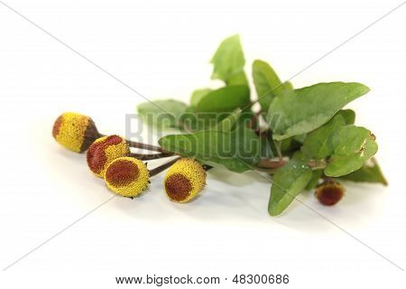 Frische gelbe und braune Paracress