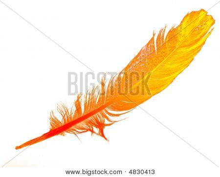 Plume