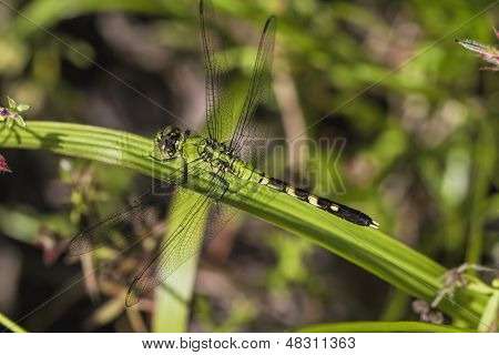 Zelená vážka Pondhawk - Erythemis simplicicollis