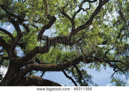 Quercus virginiana - Jižní Live Oak Tree