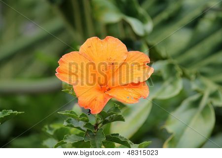 Yellow Flowers