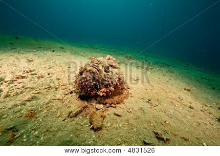 Stonefish