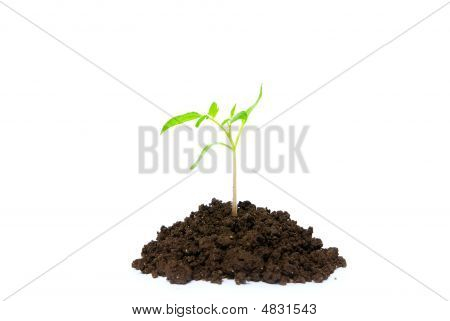 Plant