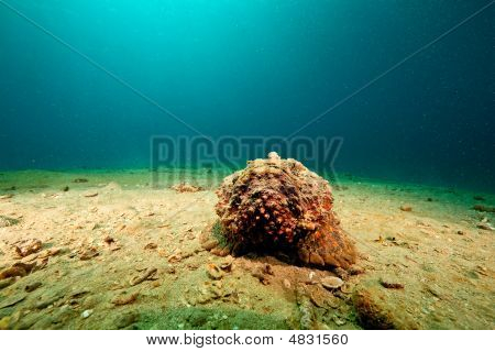 Stonefish