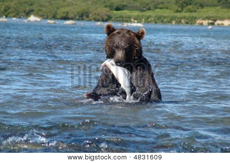 Orso pesca