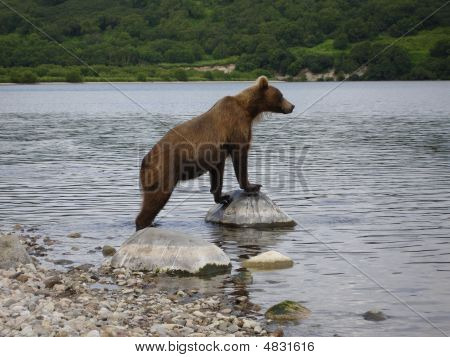 보고